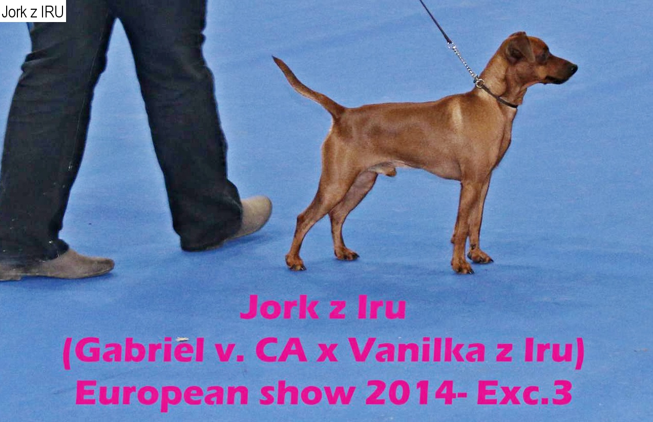 25.10.2014 Evropská v. Brno Jork z IRU (2)