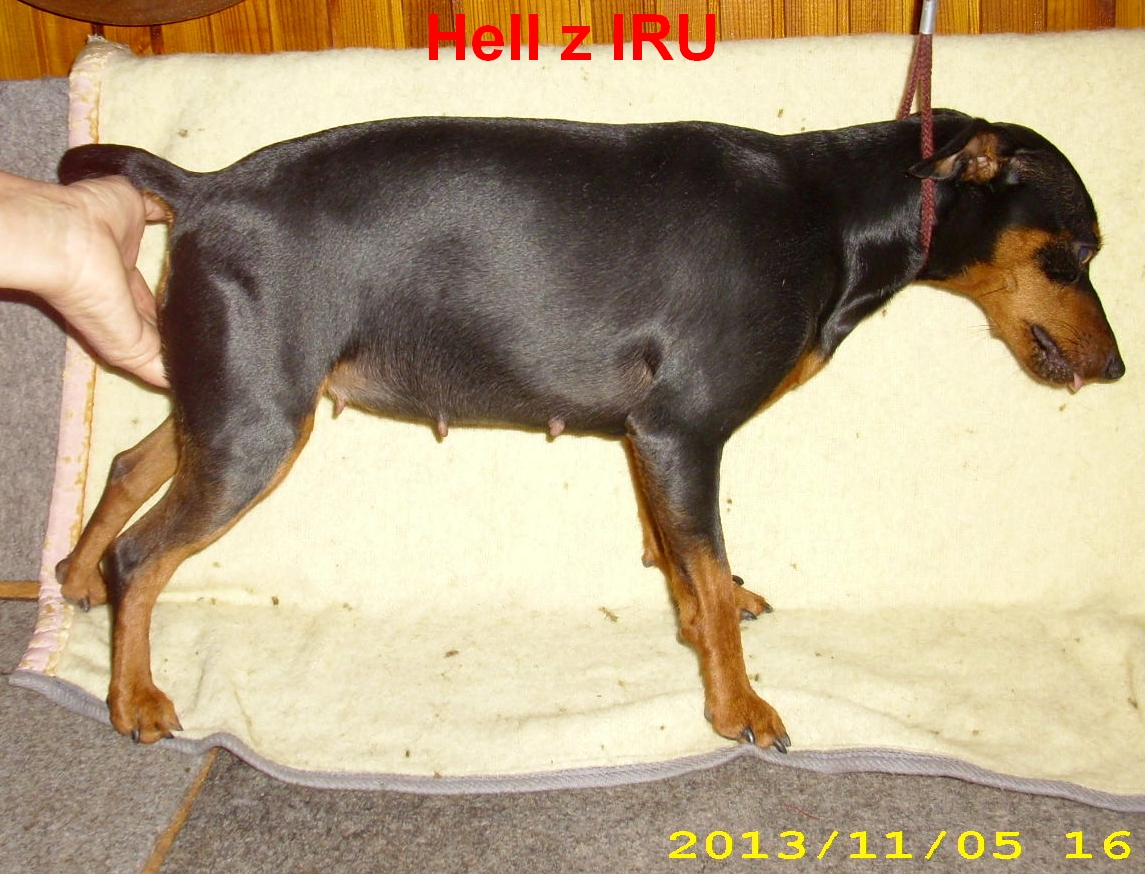 5.11.2013 Hell z IRU v polovině březosti