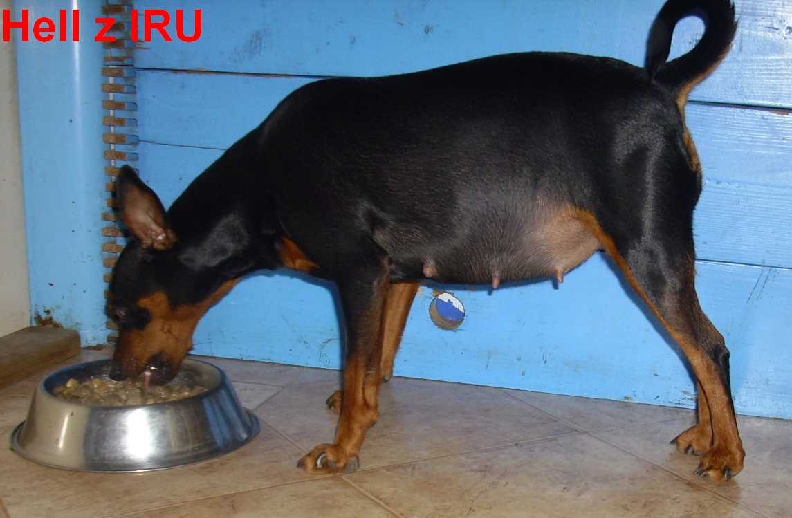 7.11.2013 Hell z IRU s pupíkem