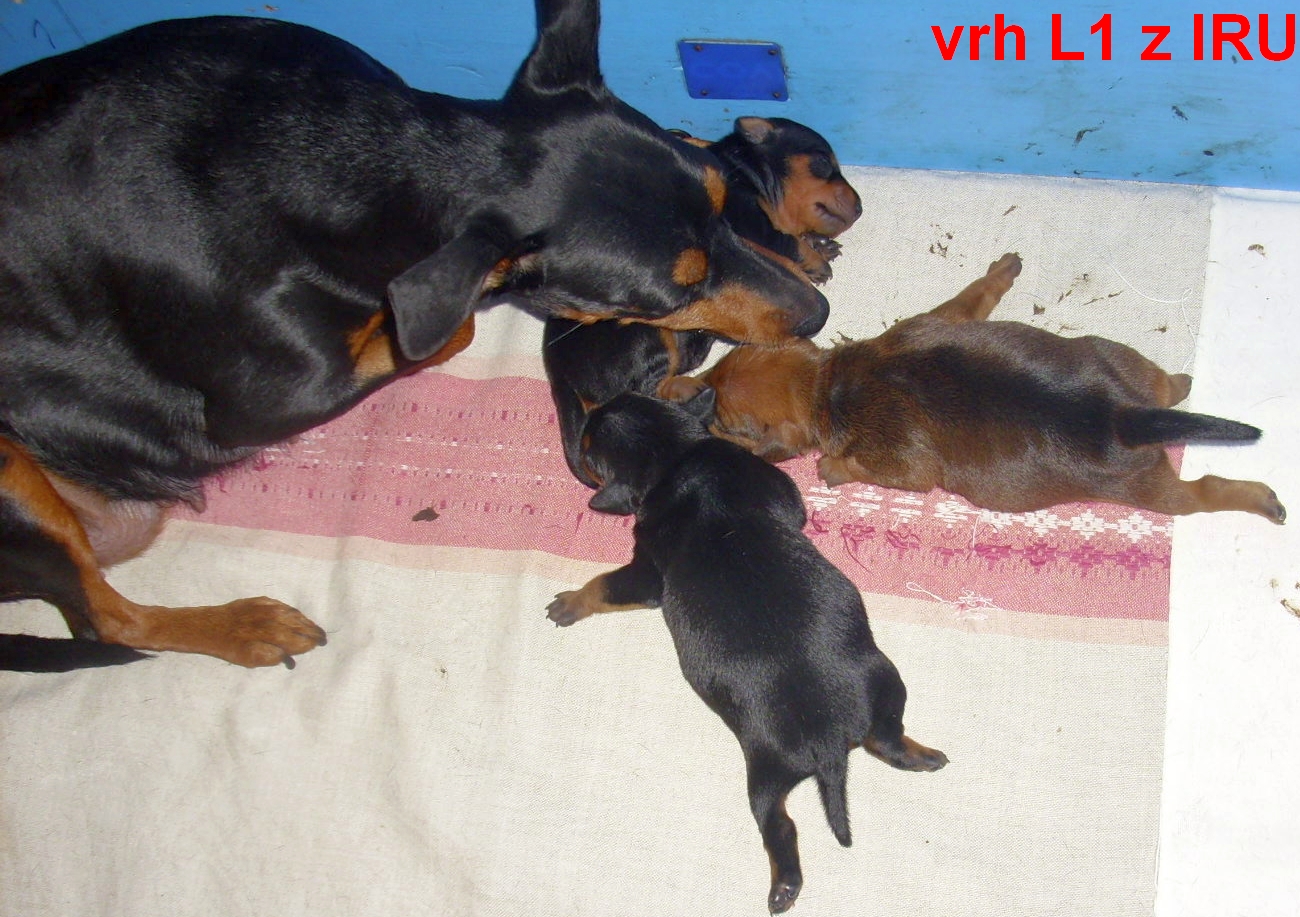 7.12.2013 vrh L1 a Hell z IRU po krmení