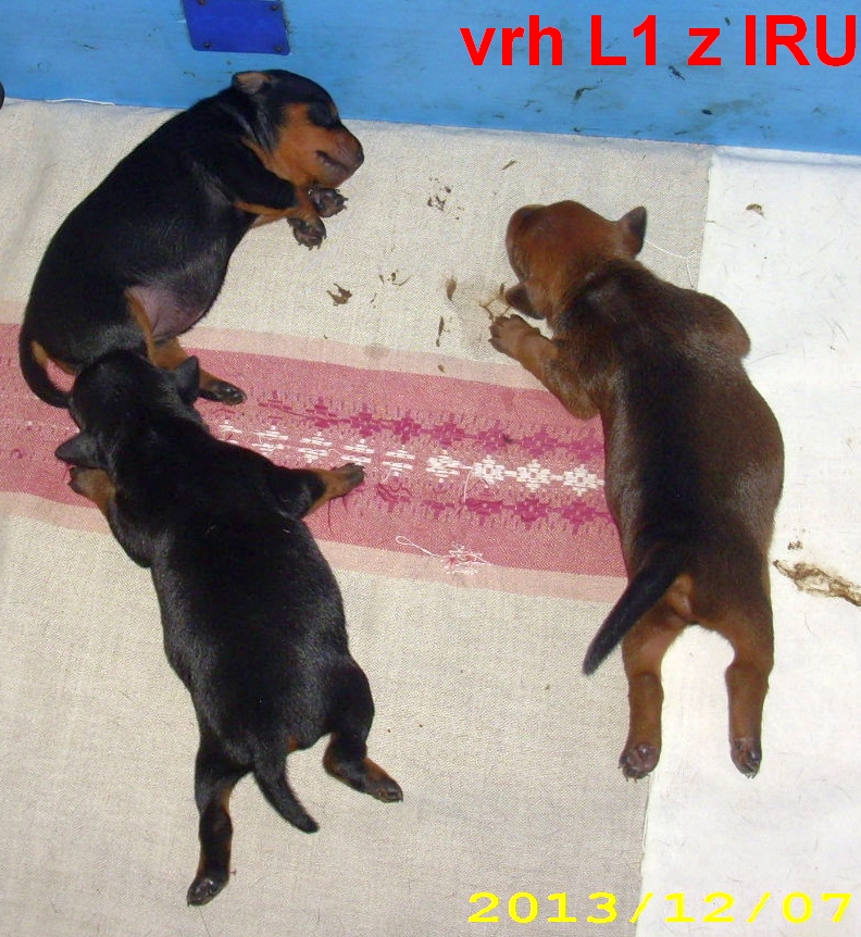 7.12.2013 vrh L1 z IRU  po krmení