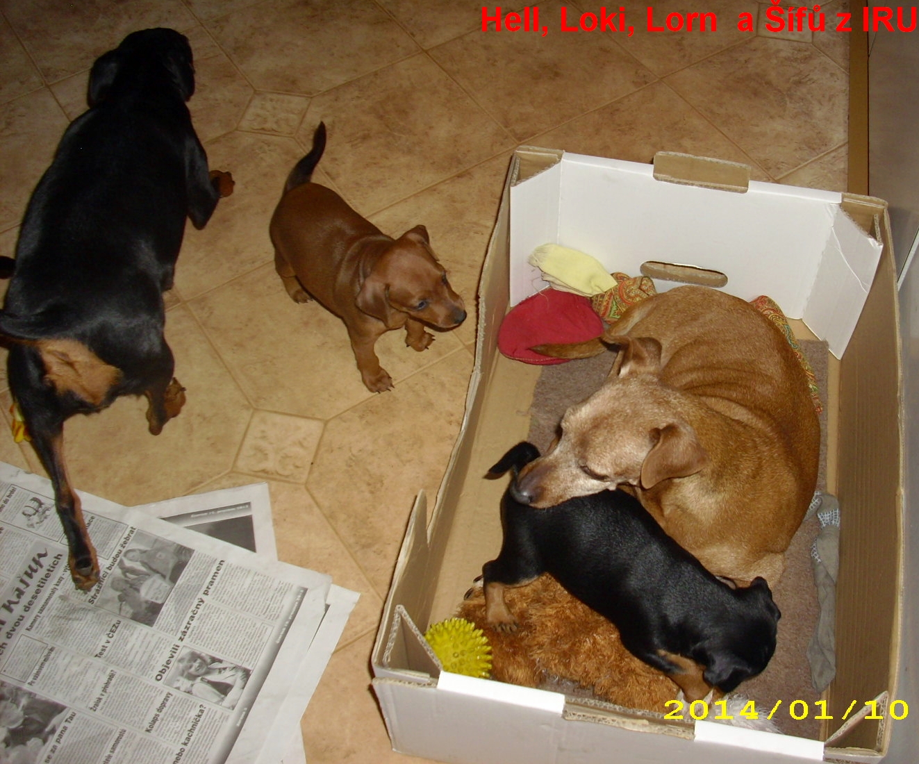 10.1.2014 Hell,Loki,Lorn a Šífů z IRU rodinka