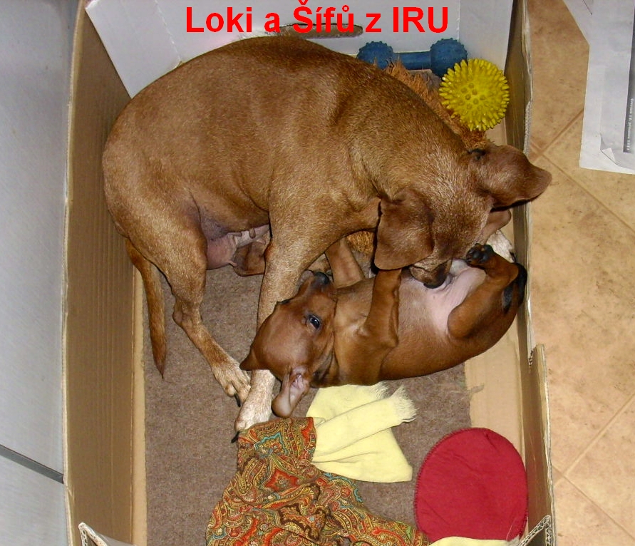 10.1.2014 Loki a Šífů z IRU a ty ,jsi chlap