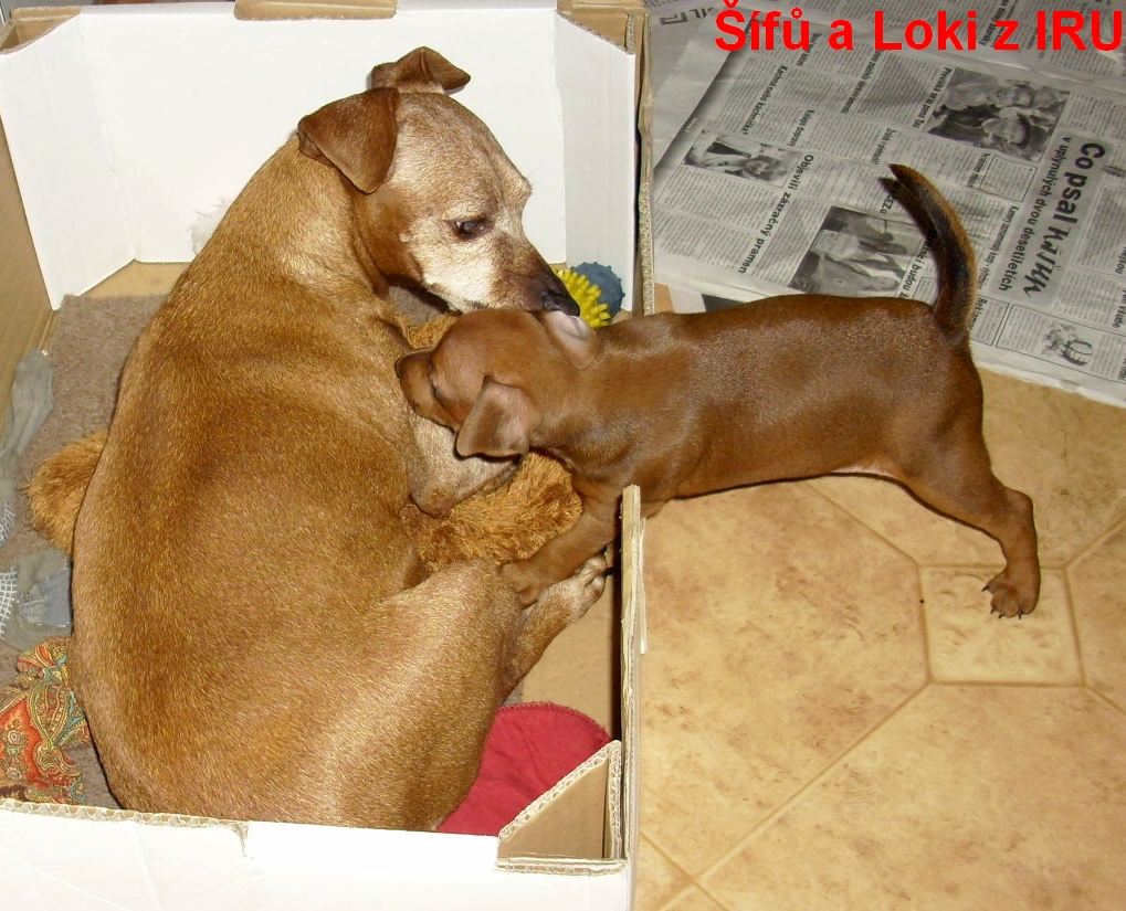 10.1.2014 Loki a Šífů z IRU boj