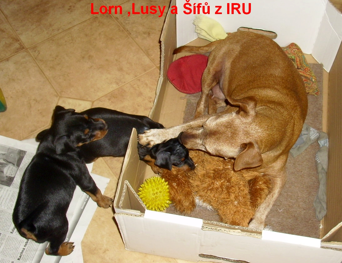 10.1.2014 Lorn,Lusy a Šífů z IRU boj