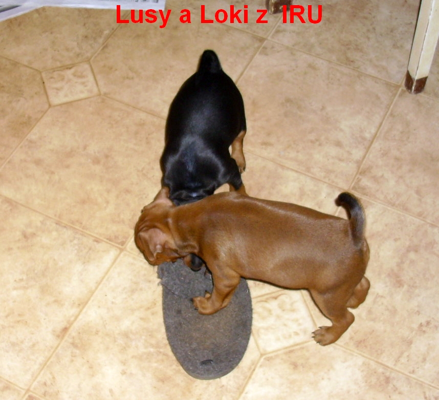 10.1.2014 Lusy a Loki z IRU demoliční četa,pokračují