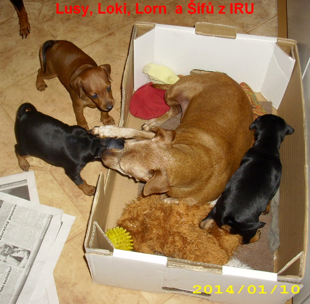 10.1.2014 Lusy,Loki,Lorn a Šífů z IRU dobývání hradu