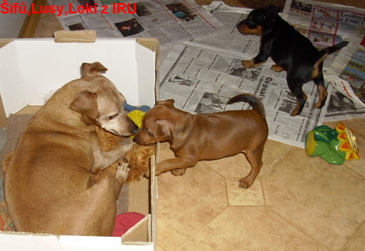 10.1.2014 Šífů ,Loki a Lusy z IRU mohu dál