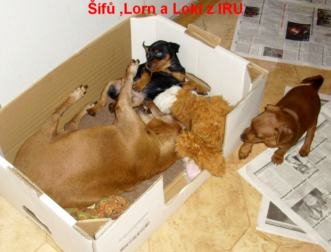 10.1.2014 Šífů ,Lorn a  Loki z IRU hra