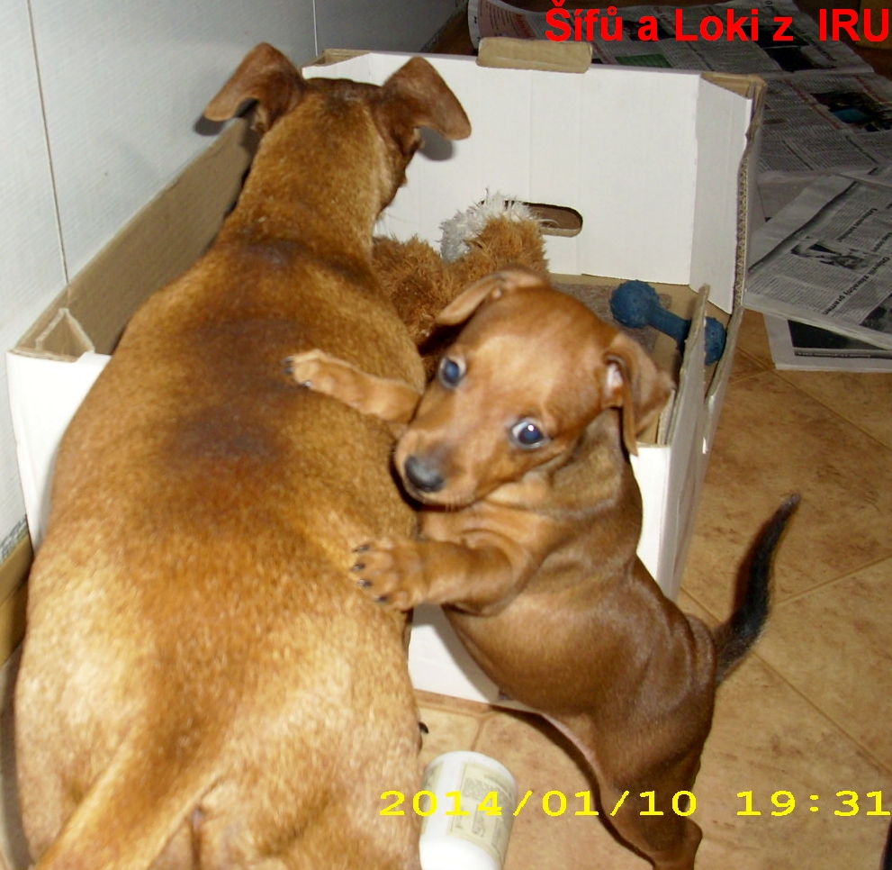 10.1.2014 Šífů a  Loki z IRU