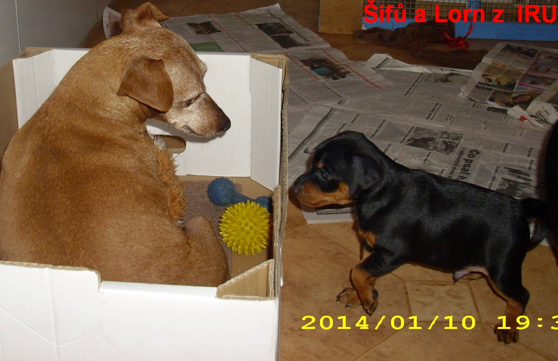 10.1.2014 Šífů a  Lorn z IRU