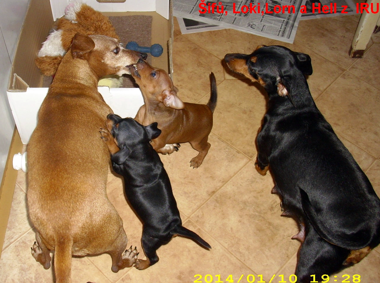 10.1.2014 Šífů,Loki,Lorn a Hell z IRU