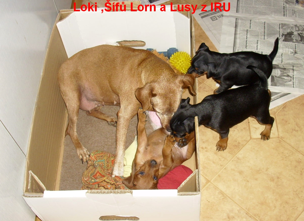 10.1.2014 Šífů,Loki,Lusy a Lorn z IRU vypadá to,že jsi chlap