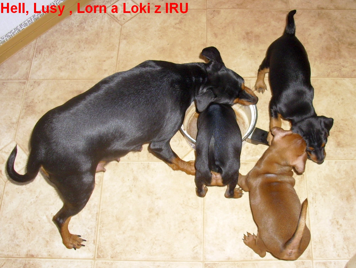 14.1.2014 Hell ,Lusy , Lorn a Loki z IRU mytí pokračuje