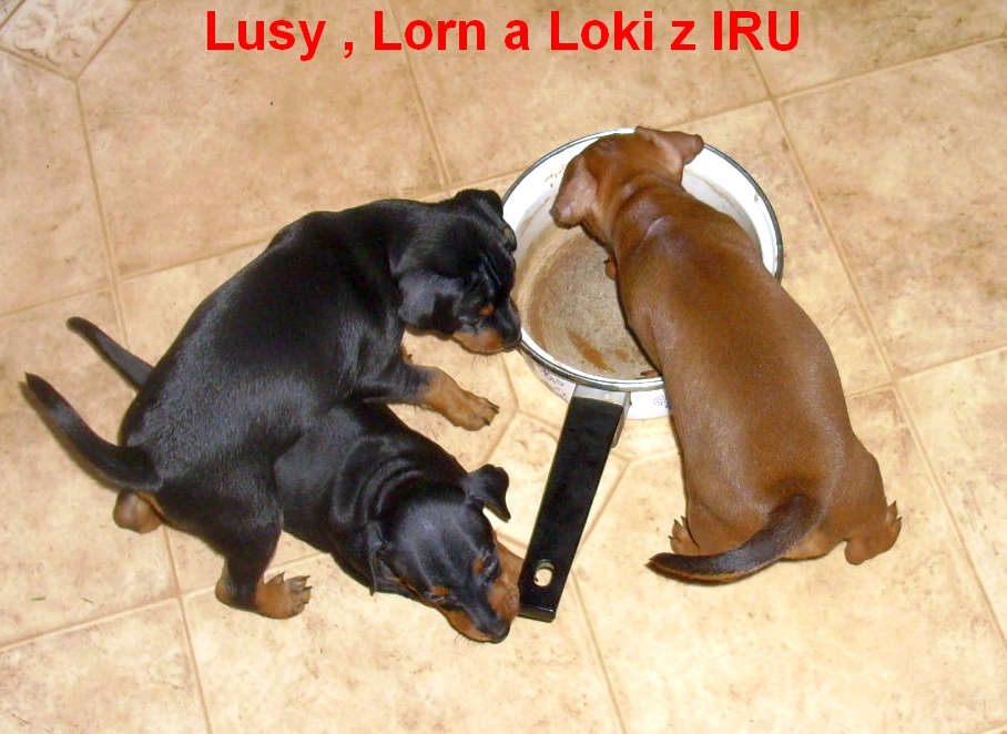 14.1.2014 Lusy , Lorn a Loki z IRU ,Loki jde na to