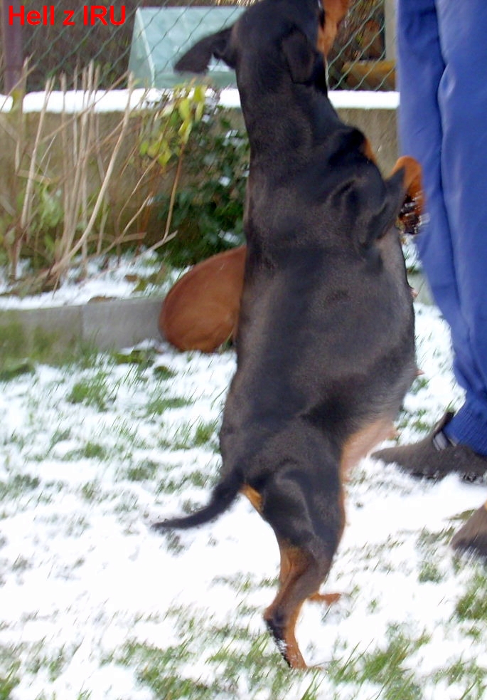 26.11.2013 Hell z IRU  tančí