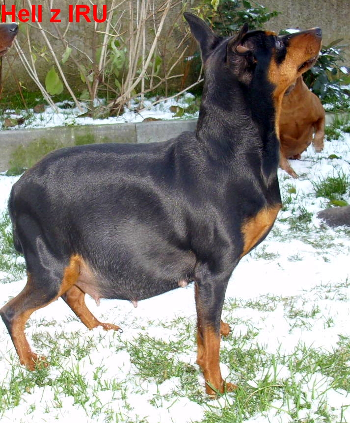 26.11.2013 Hell z IRU bok