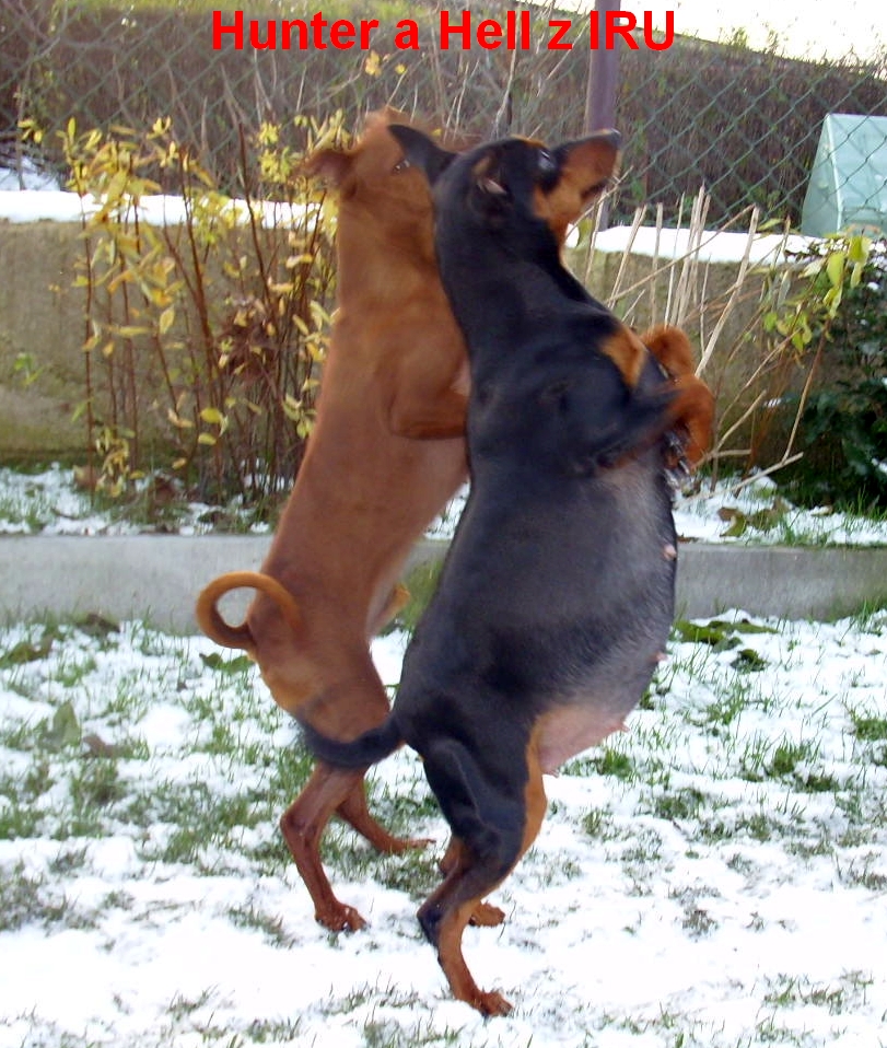 26.11.2013 Hell z IRU pupík tančí