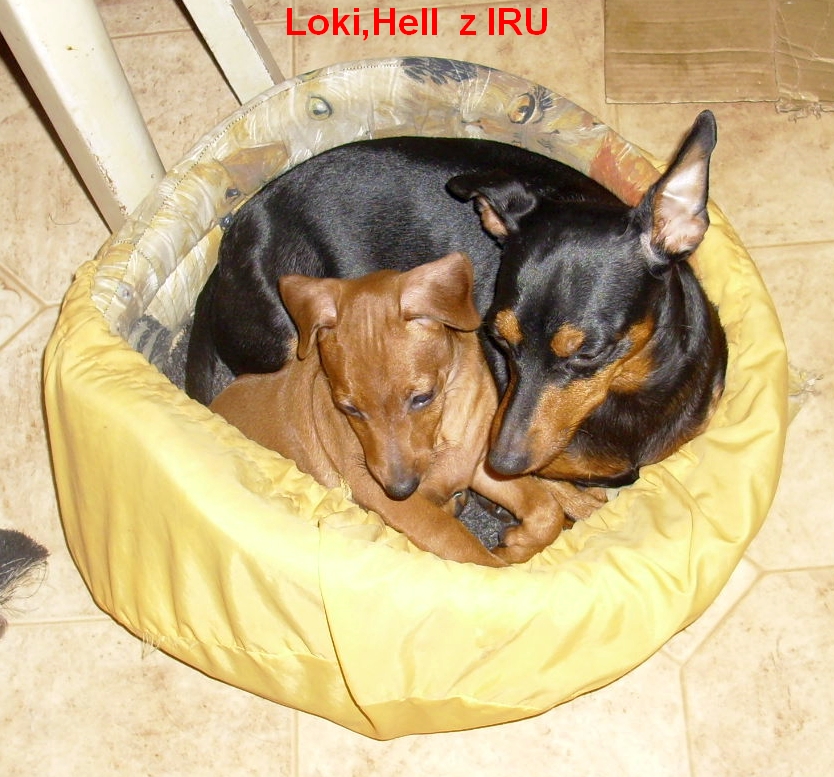 30.1.2014 Loki,Hell  z IRU v kočičáku