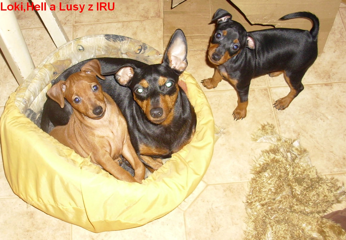 30.1.2014 Loki,Hell a Lusy z IRU v kočičáku