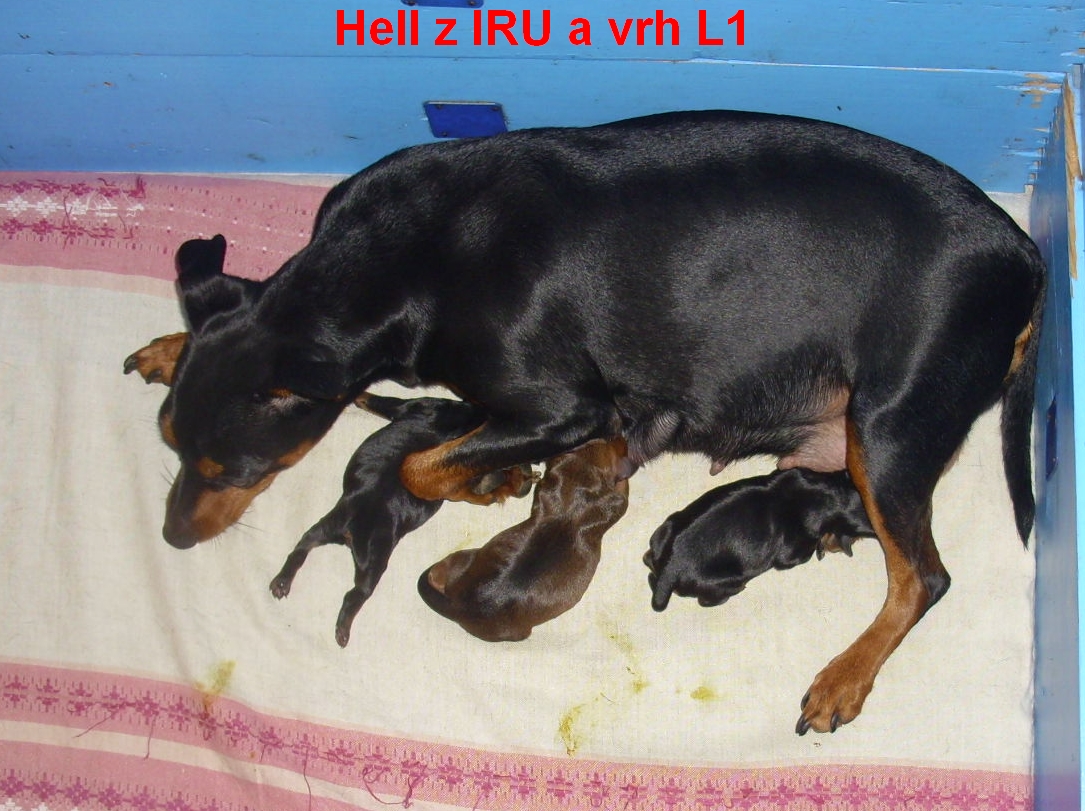 30.11.2013 Hell z IRU a štěňata L1