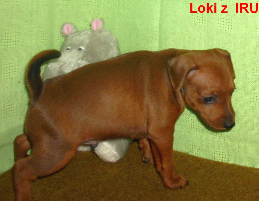 5.1.2014 Loki z IRU postoj