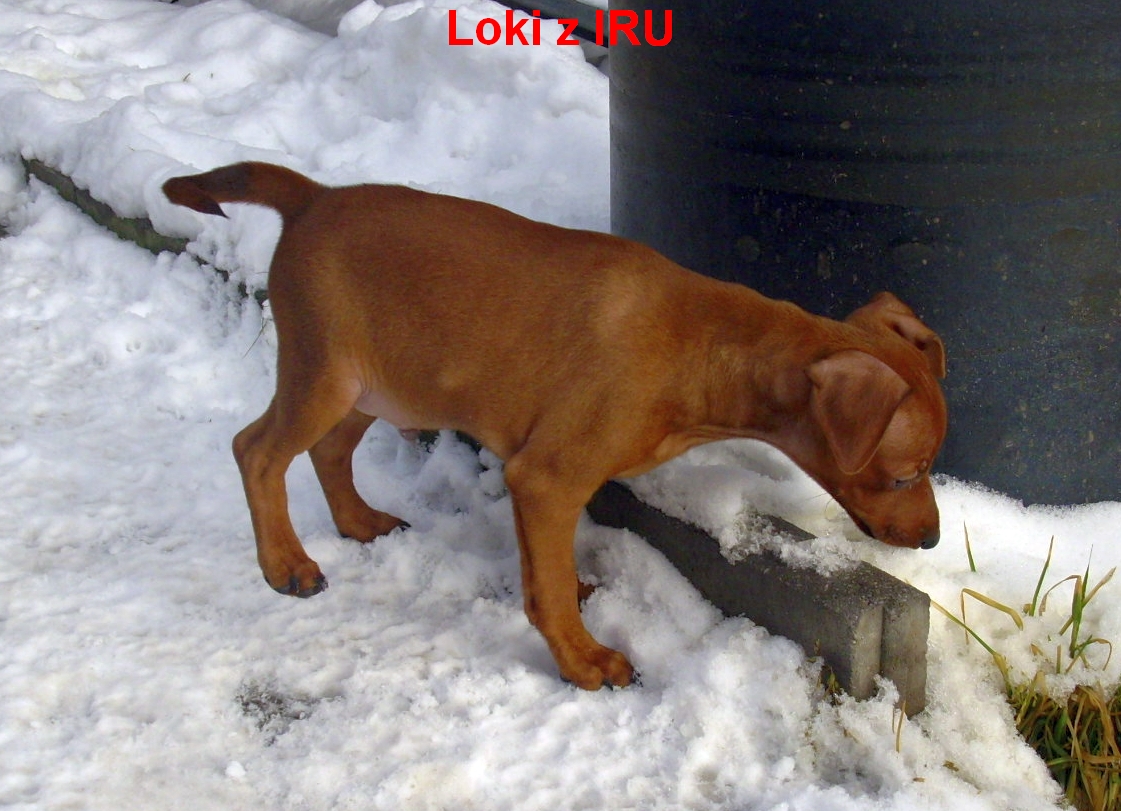 6.2.2014 Loki z IRU cosi zajímavého