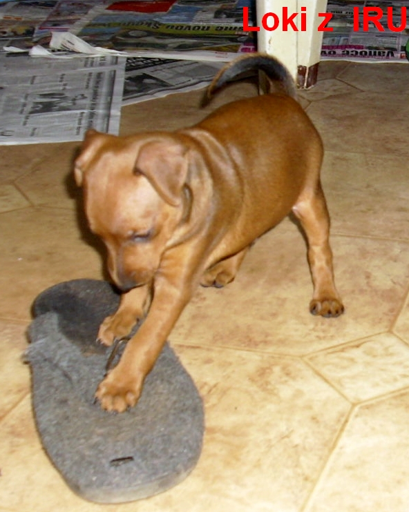 10.1.2014 Loki z IRU ničič
