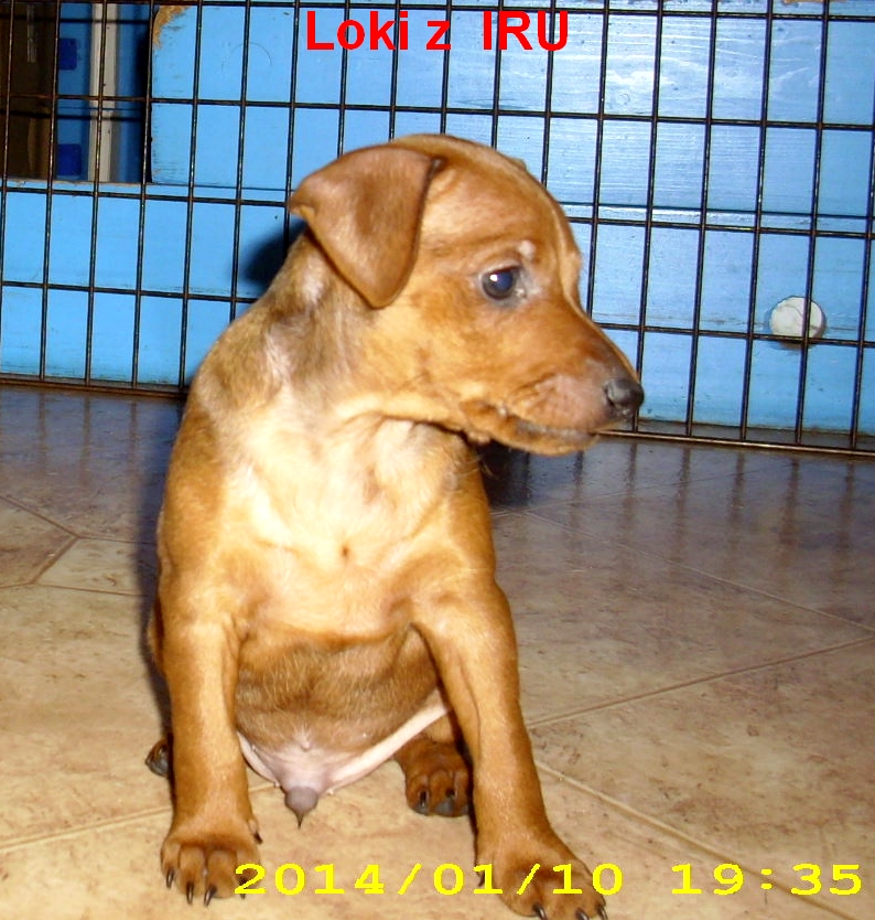 10.1.2014 Loki z IRU sedí čelem