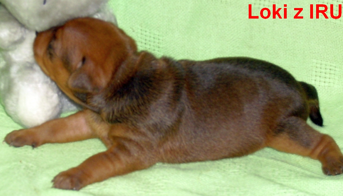 15.12.2013 Loki z IRU nerad se fotím