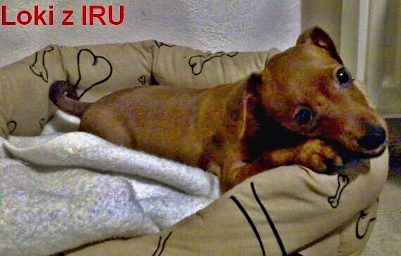 17.2.2014 Loki z IRU doma.