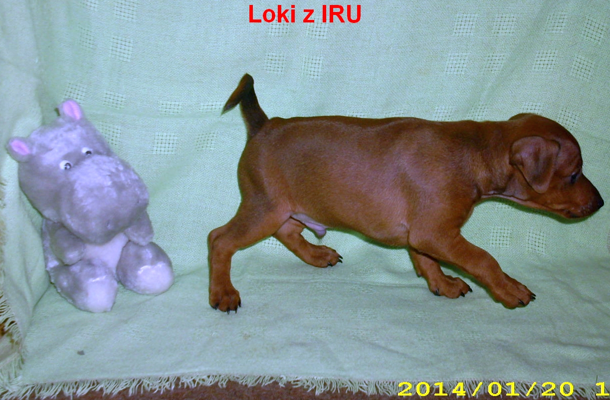 20.1.2014 Loki z IRU na pochodu