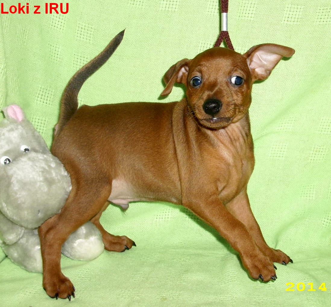 20.1.2014 Loki z IRU poprvé na vodítku