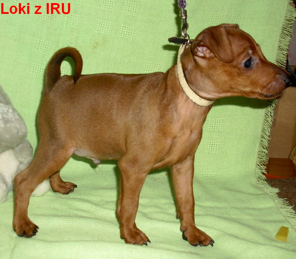 26.1.2014 Loki z IRU  na vodítku ,postoj top