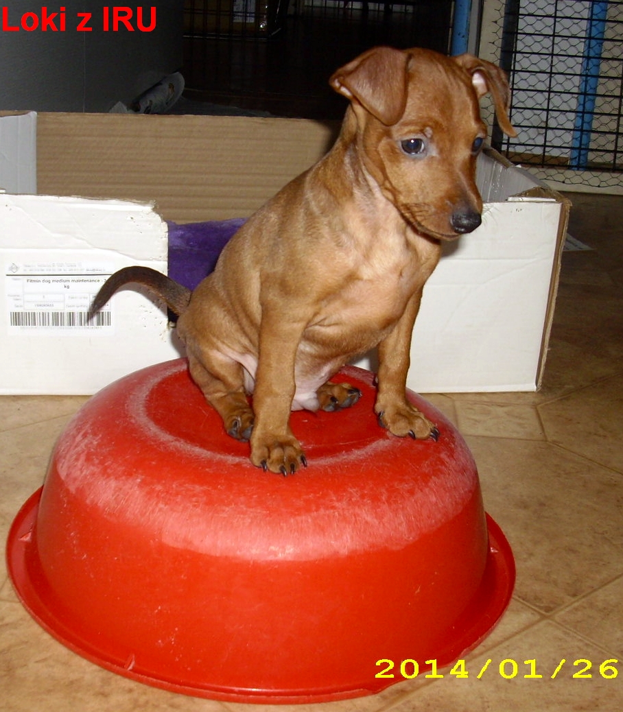 26.1.2014 Loki z IRU na lavóru,vítěz, top