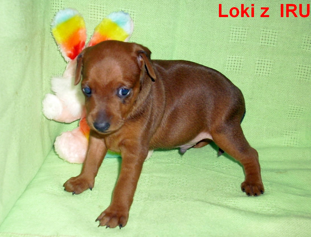 29.12.013 Loki z IRU to neni moje hračka