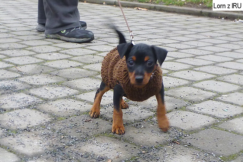 4.2.2014 Lorn z IRU rozhodně se nebojím