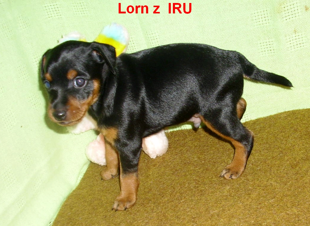 5.1.2014 Lorn z IRU postoj