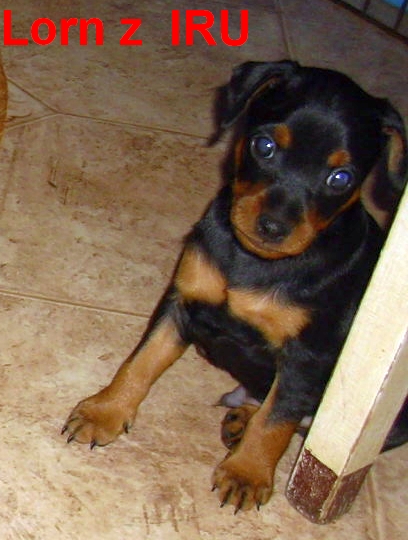 10.1.2014 Lorn z IRU já nic,já muzikant