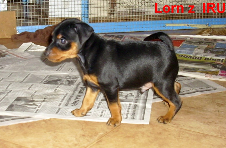 10.1.2014 Lorn z IRU postoj