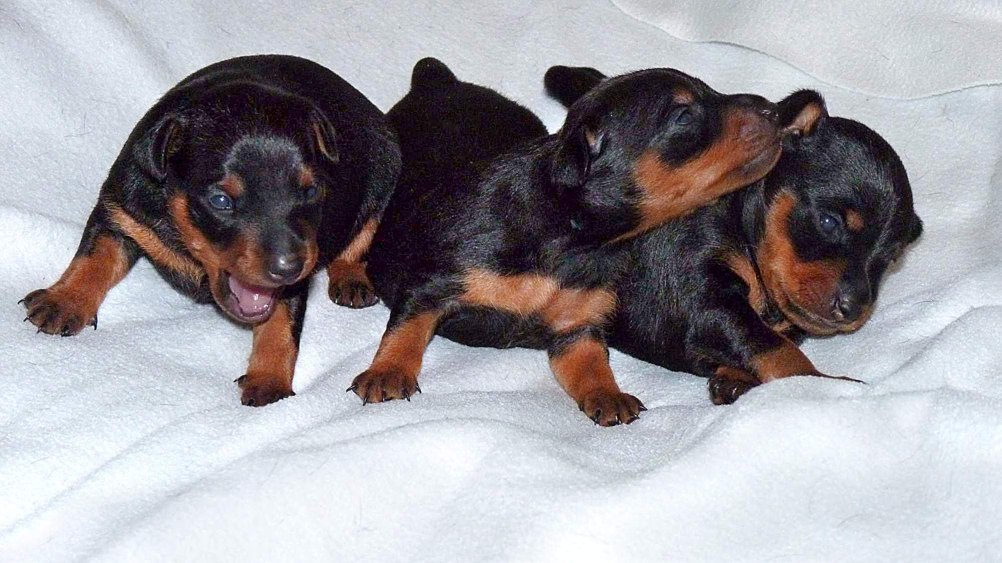 10.1.2016 Lorn z IRU ,jeho štěňata