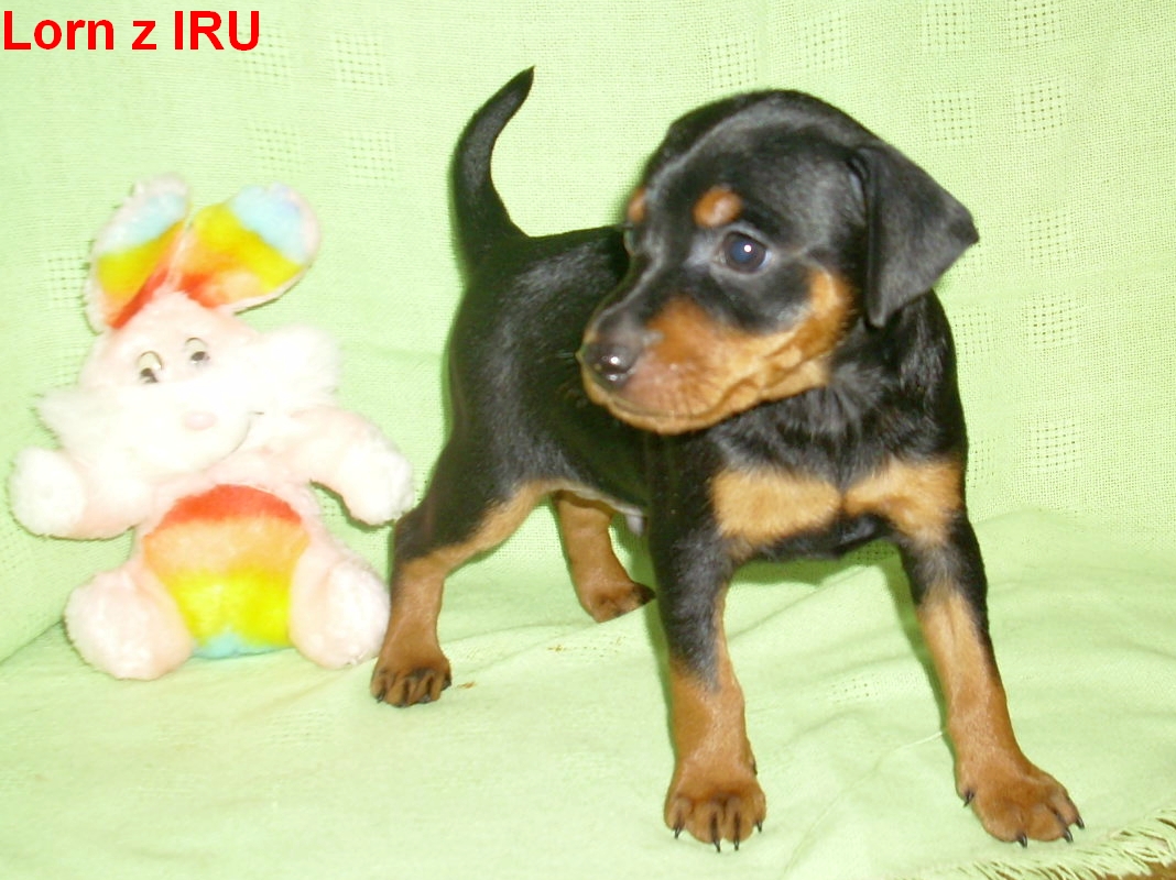 12.1.2014 Lorn z IRU čelem