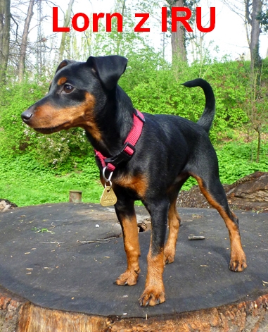 13.4.2014 Lorn z IRU postoj na pařezu D