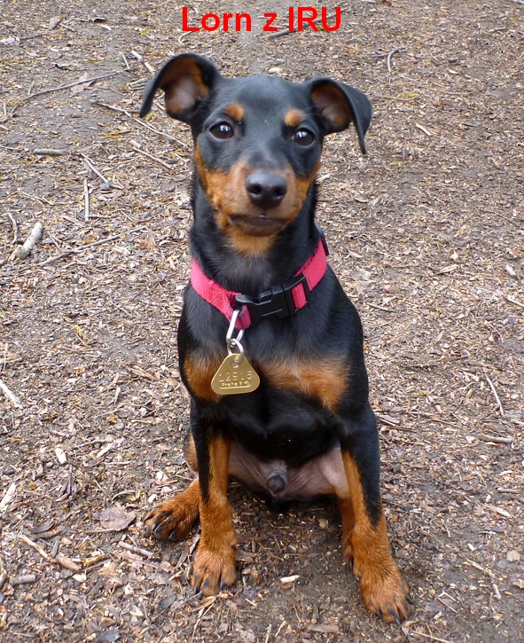 13.4.2014 Lorn z IRU sedí čelem