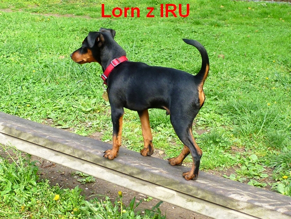 13.4.2014 Lorn z IRU sportovec na kladině