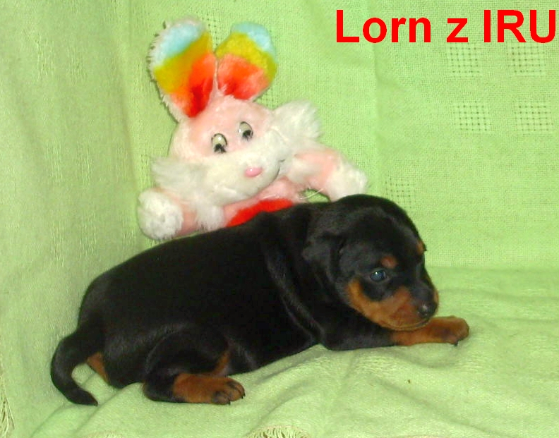 22.12.2013 Lorn z IRU