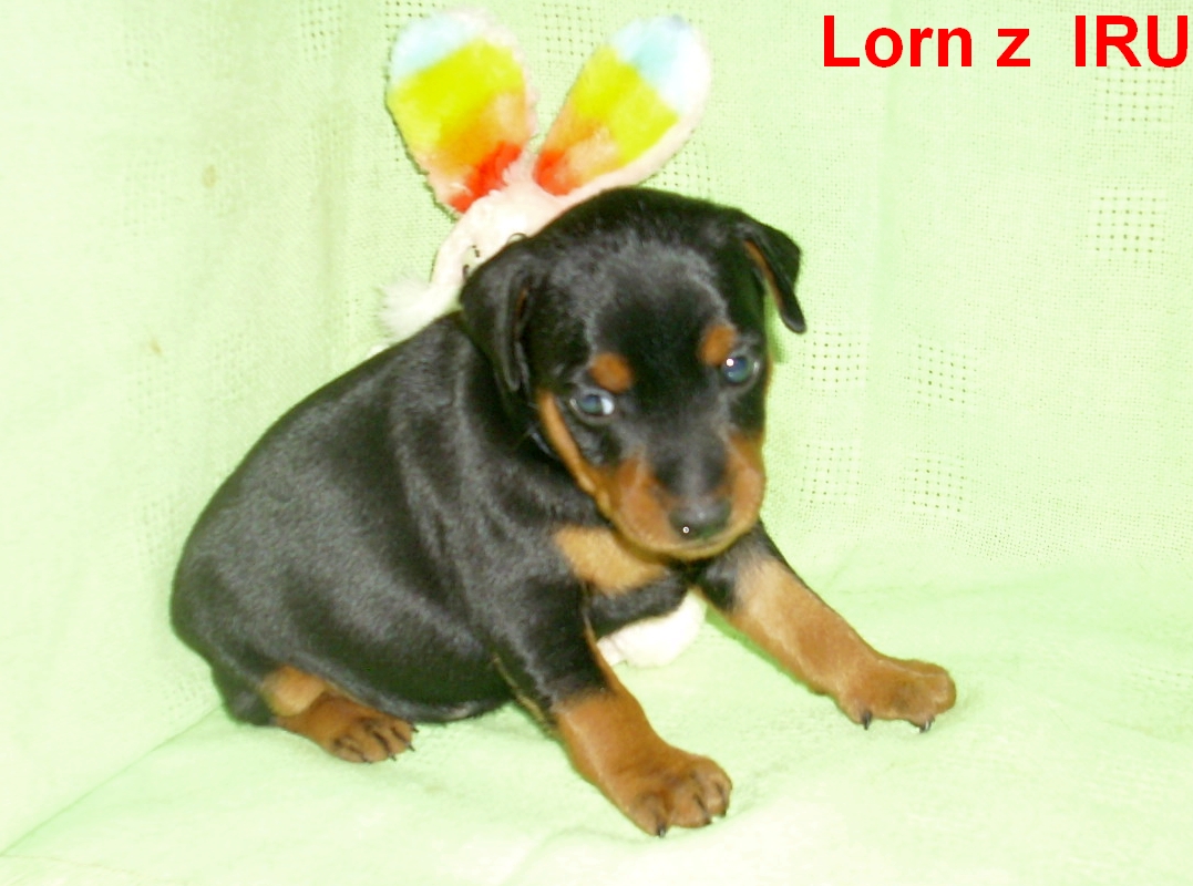 29.12.013 Lorn z IRU kde je máma