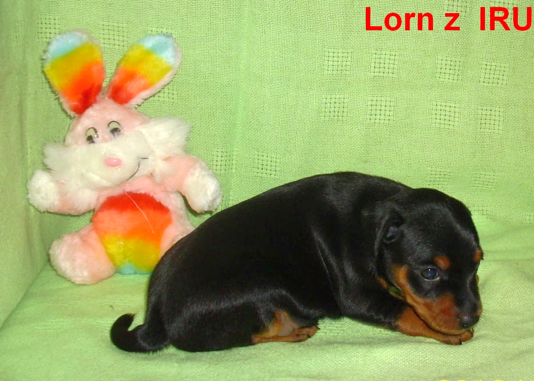 29.12.013 Lorn z IRU s králíkem nemluvím