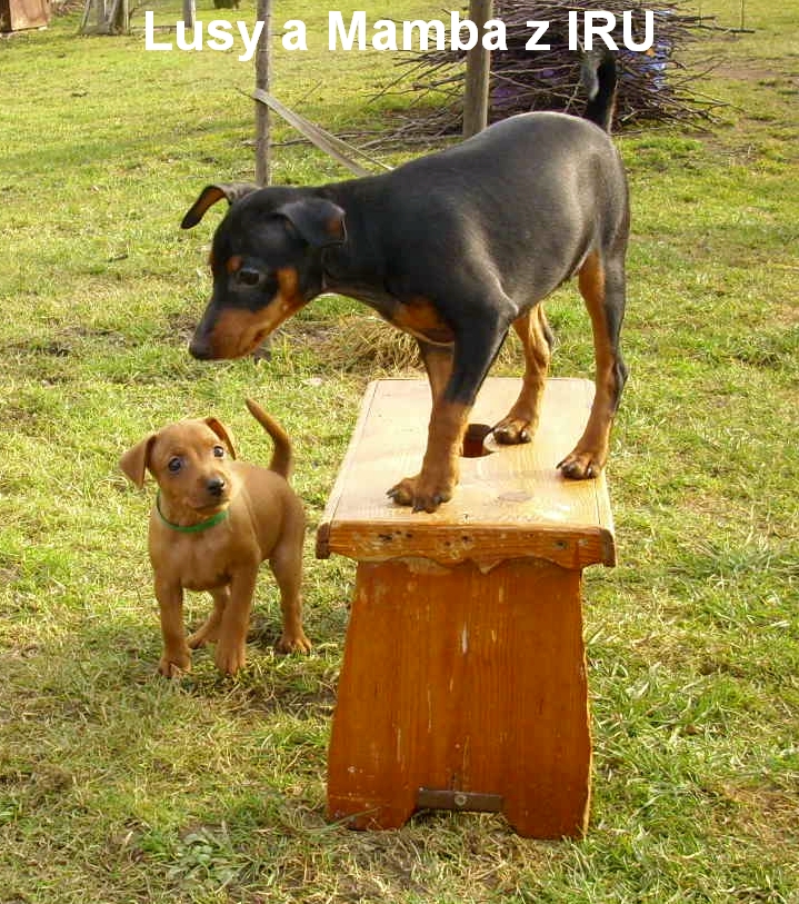 2.3.2014 Lusy a Mamba z IRU venku