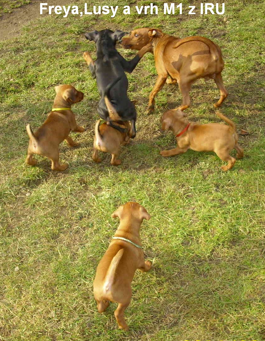 2.3.2014 Lusy z IRU venku s vrhem M1.boj jpg